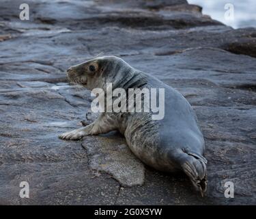 Graue Robbe auf den Felsen von St Marys Island, Whitley Bay, an der Nordostküste Englands, Großbritannien. Stockfoto