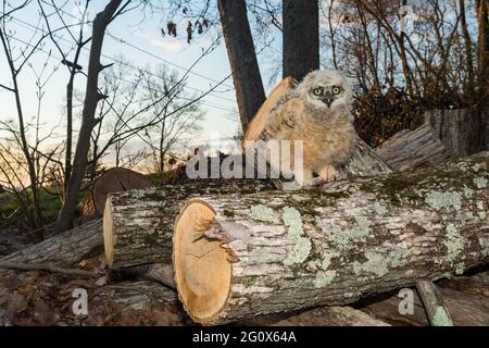 Die kleine große gehörnte Eule verwaiste, nachdem der Baum für Brennholz abgehauen wurde. Stockfoto