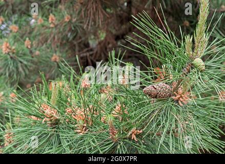 Junge Zapfen auf der Pinia-Kiefer. Mediterrane Kiefer oder italienische Kiefer. Stockfoto