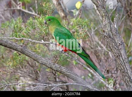 Australischer Königspapagei (Alisterus scapularis scapularis) Weibchen, die im Busch im Südosten von Queensland, Australien, thront Februar Stockfoto