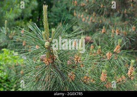 Junge Zapfen auf der Pinia-Kiefer. Mediterrane Kiefer oder italienische Kiefer. Stockfoto