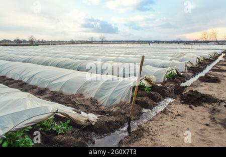 Offene Tunnelreihen von Kartoffelbüschen Plantage und einem mit Wasser gefüllten Bewässerungskanal. Agrarindustrie und Landwirtschaft. Anbau von frühen Kartoffeln unter Pro Stockfoto