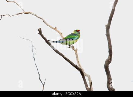 Australischer Ringneck (Barnardius zonarius barnardi) in einem toten Baum im Süden von Queensland, Australien Januar Stockfoto