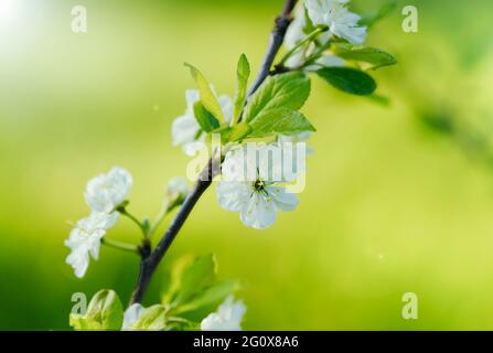 Pflaumenbäume blühen in der Abendsonne mit natürlichem Gegenlicht von der Sonne im schwedischen Garten im Monat Juni Stockfoto