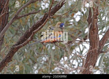 Bluebonnet (Northiella haematogaster haematorrhoa), das in einem Baum im Südosten von Queensland, Australien, liegt Dezember Stockfoto