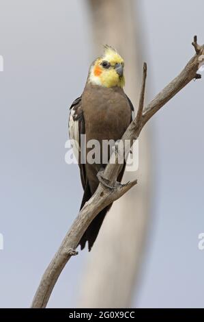 Kakadus (Nymphicus hollandicus) erwachsenes Männchen, das in einem toten Baum im Südosten von Queensland, Australien, thront Dezember Stockfoto