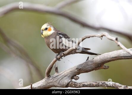 Kakadus (Nymphicus hollandicus) erwachsenes Männchen, das in einem toten Baum im Südosten von Queensland, Australien, thront Dezember Stockfoto