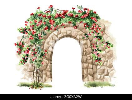 Alter Steinbogen mit wilden Kletterrosen. Handgezeichnete Aquarelldarstellung isoliert auf weißem Hintergrund Stockfoto