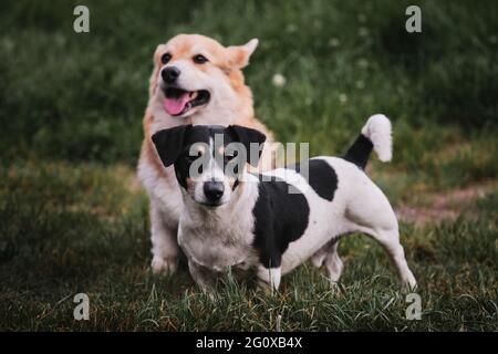 Spaziergang im Park mit zwei reinrassigen Hunden. Corgi sitzt und Jack Russell steht neben ihm. Welsh Corgi Pembroke und schwarz-weiß Jack Russell Stockfoto