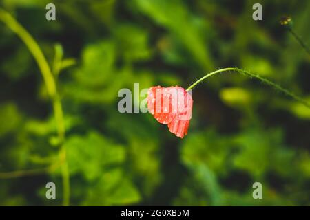 Mohnblume mit Wassertröpfchen Seitenansicht Stockfoto
