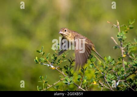 Weibliche Schwarzkopfammer (emberiza melanocephala das Weibchen ist in der Regel kräftig braun, mit einem blassen gelblichen Waschgang am Bauch und gelben Markierungen Stockfoto