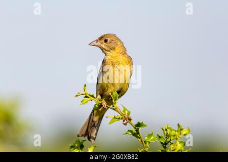 Weibliche Schwarzkopfammer (emberiza melanocephala das Weibchen ist in der Regel kräftig braun, mit einem blassen gelblichen Waschgang am Bauch und gelben Markierungen Stockfoto