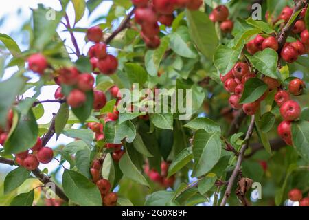 Malus sylvestris, der Miniaturäpfel in Hülle und Fülle anwächst Stockfoto