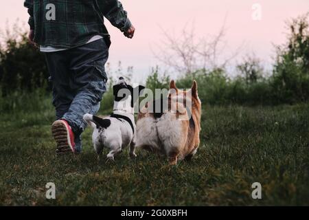 Hunde gehen mit Mann in der Rückansicht. Der walisische Corgi Pembroke-Tricolor und der schwarz-weiße, glatthaarige Jack Russell Terrier laufen mit ihrem Besitzer im Park Stockfoto