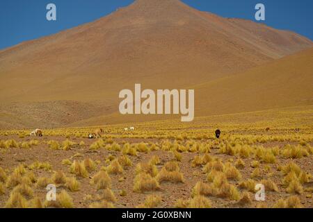 Gruppe von Llama grast auf dem Stipa Ichu Grass Feld an den Andenausläufern, dem bolivianischen Altiplano, Puna Grassland, Bolivien, Südamerika Stockfoto