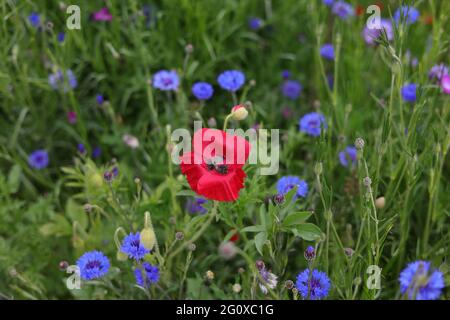 Gemeine Mohnblume, die zwischen den Wildblumen in Großbritannien zu sehen ist. Stockfoto