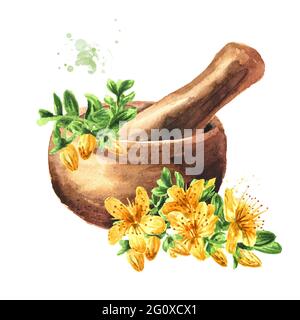 Mörtel und Heilpflanze Johanniskraut oder Hypericum perforatum. Aquarell handgezeichnete Illustration, isoliert auf weißem Hintergrund Stockfoto