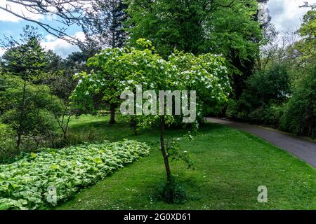 Cornus eddies White Wonder, eine Art von White Dogwood, die eine Kreuzung zwischen amerikanischen westlichen und östlichen Arten von Dogwood ist. Stockfoto