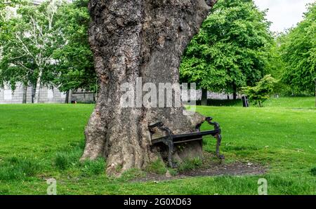 Eine alte eiserne Parkbank, die zu einem Baum verzehrt wurde, als sich der Baum auf dem Gelände der Kings Inns Dublin, Irland, ausbreitete. Stockfoto