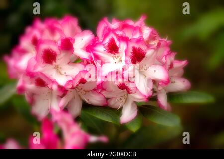 Rhododendron Hachmanns charmante Blumen und Laub, natürliches Blumenportrait Stockfoto