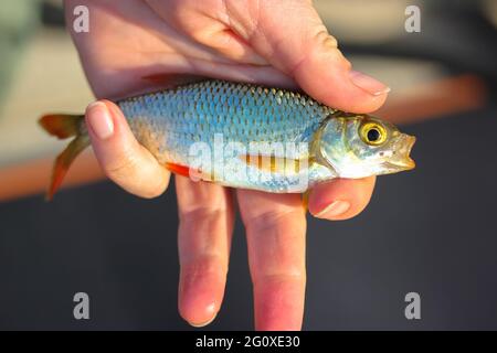 Rudd Fisch oder Scardinius erythrophthalmus mit offenem Mund in einer Fischerhand aus der Nähe. Ein Fisch einer Karpfenfamilie aus Europa, Asien. Angeln auf Süßwasser Stockfoto