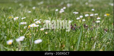 Gänseblümchen auf einem grünen Rasen Stockfoto