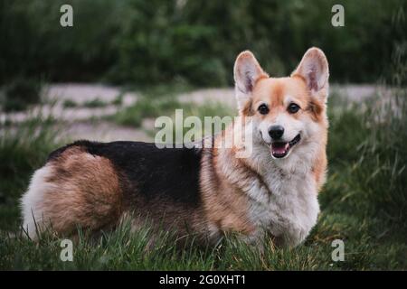 Der kleinste Schäferhund der Welt. Pembroke tricolor Welsh Corgi steht im Park auf grünem Gras und lächelt mit weit geöffnetem Mund und hängender Zunge o Stockfoto