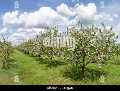 Reihe von blühenden Apfelbäumen im Garten. Frühlingslandschaft an einem sonnigen, warmen Tag Stockfoto