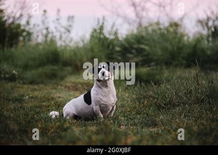 Hund sitzt auf grünem Gras und schaut vorsichtig nach vorne. Nicht große englische Jagdhunderasse. Glatter, weißer und schwarzer Jack Russell Terrier auf dem Walk-in Stockfoto