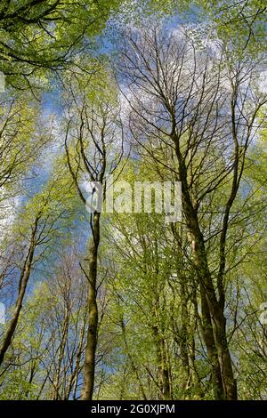 Europäische oder Gemeine Buche - Fagus sylvatica, Blick in das Frühlingskuppendach Stockfoto