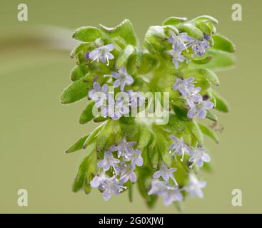 Gemeiner Kornsalat oder Lammsalat - Valerianella locusta, ein gewöhnliches Gartengras Stockfoto