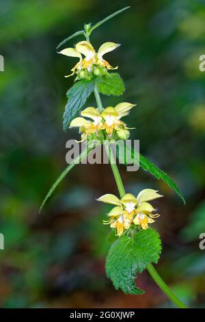 Gelbe Erzengel - Lamiastrum Galeobdolon inmitten der Wälder Stockfoto