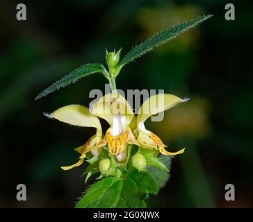 Gelber Erzengel - Lamiastrum galeobdolon Nahaufnahme von Blumen Stockfoto