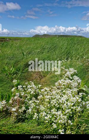 Englisch Scurvygrass - Cochlearia anglica, saltmasrh Blume mit Brean Down im Hintergrund Stockfoto