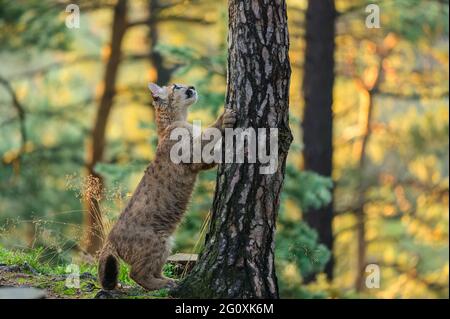 Der Puma (Puma concolor) im Wald bei Sonnenaufgang. Junge gefährliche fleischfressende Bestie. Stockfoto