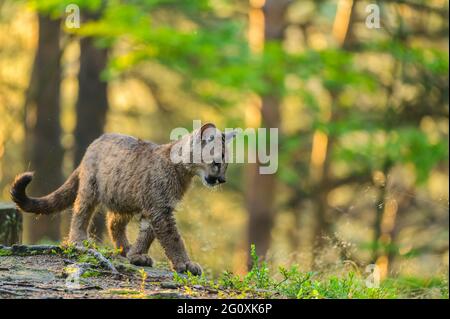 Der Puma (Puma concolor) im Wald bei Sonnenaufgang. Junge gefährliche fleischfressende Bestie. Stockfoto