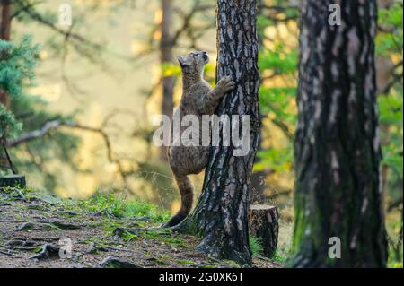 Der Puma (Puma concolor) im Wald bei Sonnenaufgang. Junge gefährliche fleischfressende Bestie. Stockfoto