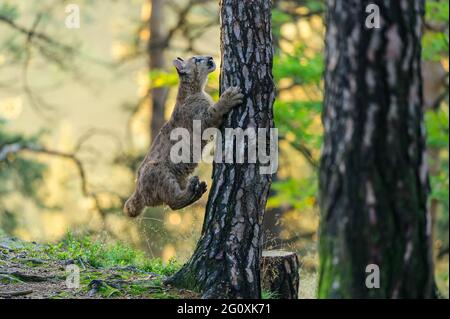 Der Puma (Puma concolor) im Wald bei Sonnenaufgang. Junge gefährliche fleischfressende Bestie. Stockfoto