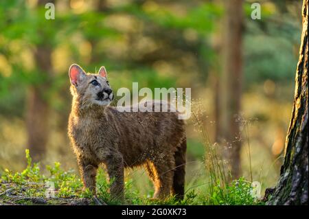 Der Puma (Puma concolor) im Wald bei Sonnenaufgang. Junge gefährliche fleischfressende Bestie. Stockfoto