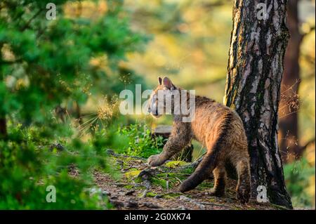 Der Puma (Puma concolor) im Wald bei Sonnenaufgang. Junge gefährliche fleischfressende Bestie. Stockfoto