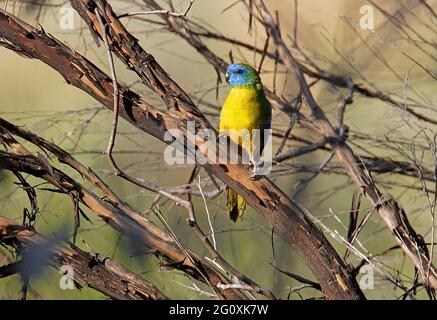 Turquoise Papagei (Neophema pulchella) erwachsenes Männchen, das auf einem toten Baum im Südosten von Queensland, Australien, thront Dezember Stockfoto