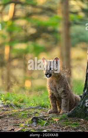 Der Puma (Puma concolor) im Wald bei Sonnenaufgang. Junge gefährliche fleischfressende Bestie. Stockfoto