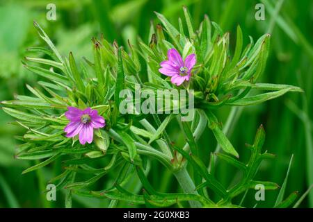 Cutleaved Crane's-Bill - Geranium sectum, zwei Blumen, Knospen und Blätter Stockfoto