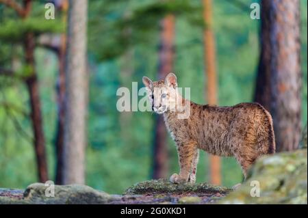 Der Puma (Puma concolor) im Wald bei Sonnenaufgang. Junge gefährliche fleischfressende Bestie. Stockfoto