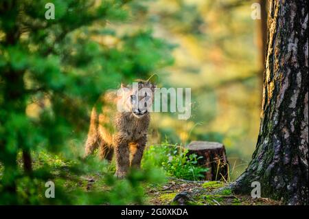 Der Puma (Puma concolor) im Wald bei Sonnenaufgang. Junge gefährliche fleischfressende Bestie. Stockfoto