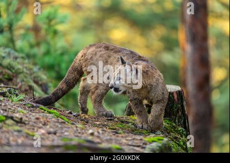 Der Puma (Puma concolor) im Wald bei Sonnenaufgang. Junge gefährliche fleischfressende Bestie. Stockfoto