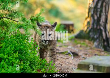 Der Puma (Puma concolor) im Wald bei Sonnenaufgang. Junge gefährliche fleischfressende Bestie. Stockfoto