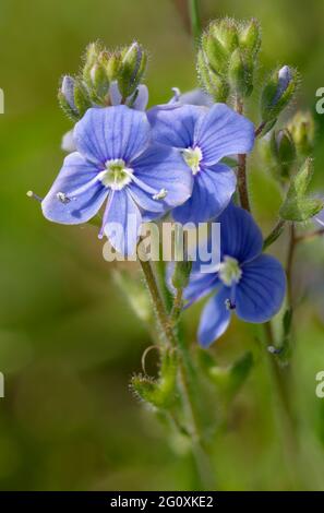 Germander Speedwell - Veronica Chamaedrys, Nahaufnahme von Blumen und Knospen Stockfoto