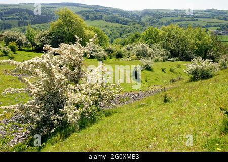 Weißdornbäume auf den Wällen des Dolebury Warren Hill Fort in Mendip Hills oberhalb von Churchill, Somerset Stockfoto