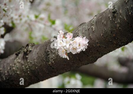 Prunus ‘Pink Shell’ Zierkirschenbaum blüht an einem sonnigen, warmen Frühlingstag auf dem Ast Stockfoto